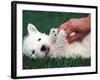 West Highland Terrier / Westie Puppy Being Petted-Adriano Bacchella-Framed Photographic Print