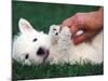 West Highland Terrier / Westie Puppy Being Petted-Adriano Bacchella-Mounted Photographic Print