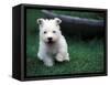 West Highland Terrier / Westie Puppy Walking-Adriano Bacchella-Framed Stretched Canvas