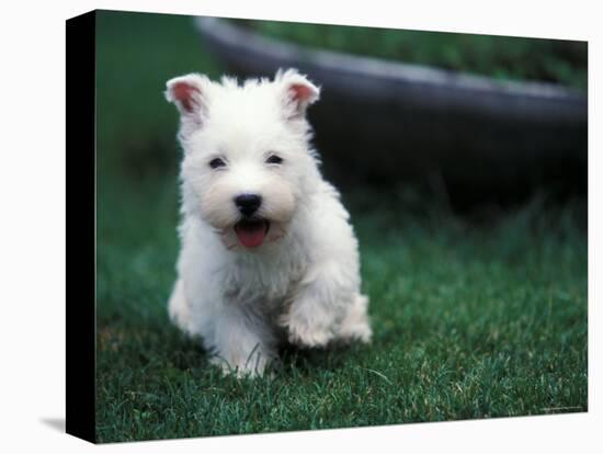 West Highland Terrier / Westie Puppy Walking-Adriano Bacchella-Stretched Canvas