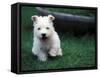 West Highland Terrier / Westie Puppy Walking-Adriano Bacchella-Framed Stretched Canvas