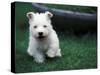 West Highland Terrier / Westie Puppy Walking-Adriano Bacchella-Stretched Canvas