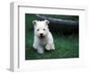 West Highland Terrier / Westie Puppy Walking-Adriano Bacchella-Framed Premium Photographic Print