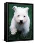 West Highland Terrier / Westie Puppy Walking-Adriano Bacchella-Framed Stretched Canvas