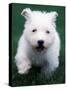 West Highland Terrier / Westie Puppy Walking-Adriano Bacchella-Stretched Canvas