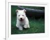 West Highland Terrier / Westie Puppy Walking-Adriano Bacchella-Framed Photographic Print