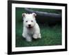 West Highland Terrier / Westie Puppy Walking-Adriano Bacchella-Framed Photographic Print