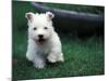 West Highland Terrier / Westie Puppy Walking-Adriano Bacchella-Mounted Photographic Print