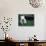 West Highland Terrier / Westie Puppy Walking-Adriano Bacchella-Photographic Print displayed on a wall