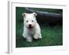 West Highland Terrier / Westie Puppy Walking-Adriano Bacchella-Framed Photographic Print