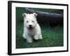 West Highland Terrier / Westie Puppy Walking-Adriano Bacchella-Framed Photographic Print