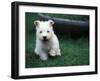 West Highland Terrier / Westie Puppy Walking-Adriano Bacchella-Framed Photographic Print