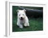 West Highland Terrier / Westie Puppy Walking-Adriano Bacchella-Framed Photographic Print