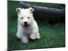 West Highland Terrier / Westie Puppy Walking-Adriano Bacchella-Mounted Photographic Print