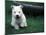 West Highland Terrier / Westie Puppy Walking-Adriano Bacchella-Mounted Photographic Print