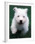 West Highland Terrier / Westie Puppy Walking-Adriano Bacchella-Framed Photographic Print