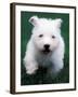 West Highland Terrier / Westie Puppy Walking-Adriano Bacchella-Framed Photographic Print