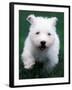 West Highland Terrier / Westie Puppy Walking-Adriano Bacchella-Framed Photographic Print