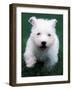 West Highland Terrier / Westie Puppy Walking-Adriano Bacchella-Framed Photographic Print