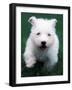 West Highland Terrier / Westie Puppy Walking-Adriano Bacchella-Framed Photographic Print