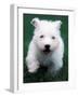 West Highland Terrier / Westie Puppy Walking-Adriano Bacchella-Framed Photographic Print