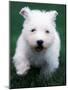 West Highland Terrier / Westie Puppy Walking-Adriano Bacchella-Mounted Photographic Print