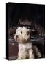 West Highland Terrier / Westie Sitting in Front of a Fireplace-Adriano Bacchella-Stretched Canvas