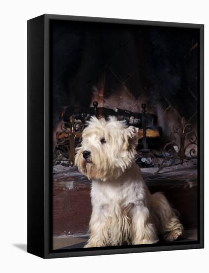 West Highland Terrier / Westie Sitting in Front of a Fireplace-Adriano Bacchella-Framed Stretched Canvas