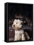 West Highland Terrier / Westie Sitting in Front of a Fireplace-Adriano Bacchella-Framed Stretched Canvas