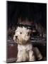 West Highland Terrier / Westie Sitting in Front of a Fireplace-Adriano Bacchella-Mounted Premium Photographic Print