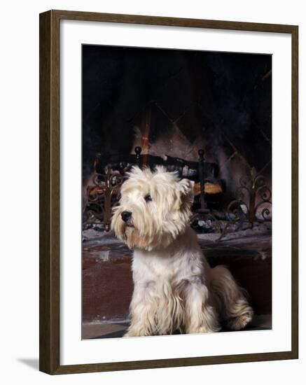 West Highland Terrier / Westie Sitting in Front of a Fireplace-Adriano Bacchella-Framed Photographic Print