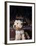 West Highland Terrier / Westie Sitting in Front of a Fireplace-Adriano Bacchella-Framed Photographic Print