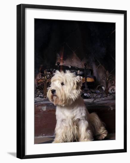 West Highland Terrier / Westie Sitting in Front of a Fireplace-Adriano Bacchella-Framed Photographic Print