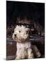 West Highland Terrier / Westie Sitting in Front of a Fireplace-Adriano Bacchella-Mounted Photographic Print