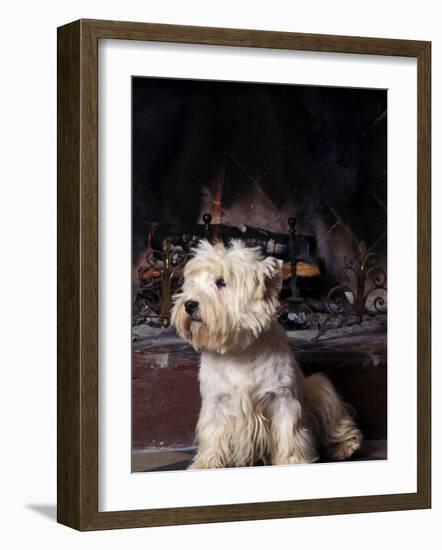 West Highland Terrier / Westie Sitting in Front of a Fireplace-Adriano Bacchella-Framed Photographic Print