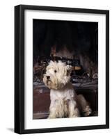 West Highland Terrier / Westie Sitting in Front of a Fireplace-Adriano Bacchella-Framed Photographic Print