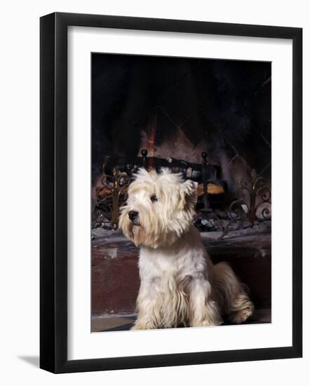 West Highland Terrier / Westie Sitting in Front of a Fireplace-Adriano Bacchella-Framed Photographic Print