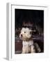 West Highland Terrier / Westie Sitting in Front of a Fireplace-Adriano Bacchella-Framed Photographic Print