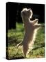 West Highland Terrier / Westie Standing on Hind Legs-Adriano Bacchella-Stretched Canvas