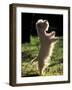 West Highland Terrier / Westie Standing on Hind Legs-Adriano Bacchella-Framed Photographic Print