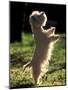 West Highland Terrier / Westie Standing on Hind Legs-Adriano Bacchella-Mounted Photographic Print