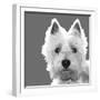 West Highland Terrier-Emily Burrowes-Framed Premium Giclee Print