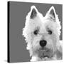 West Highland Terrier-Emily Burrowes-Stretched Canvas