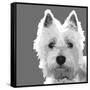 West Highland Terrier-Emily Burrowes-Framed Stretched Canvas