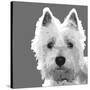 West Highland Terrier-Emily Burrowes-Stretched Canvas