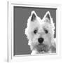 West Highland Terrier-Emily Burrowes-Framed Premium Giclee Print