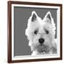 West Highland Terrier-Emily Burrowes-Framed Premium Giclee Print