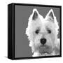 West Highland Terrier-Emily Burrowes-Framed Stretched Canvas