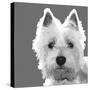 West Highland Terrier-Emily Burrowes-Stretched Canvas