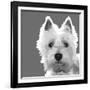 West Highland Terrier-Emily Burrowes-Framed Art Print